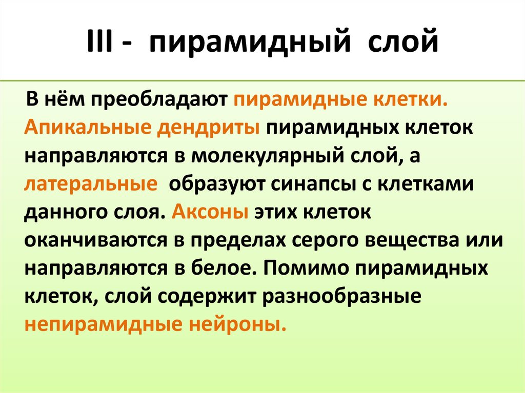 III - пирамидный слой