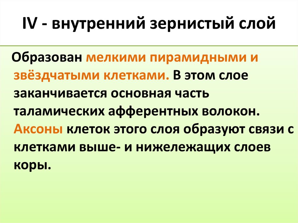 IV - внутренний зернистый слой