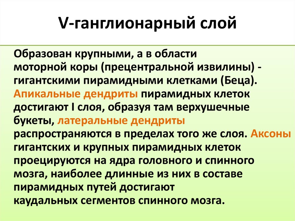 V-ганглионарный слой