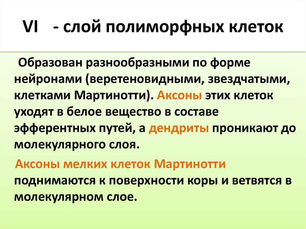 VI - слой полиморфных клеток