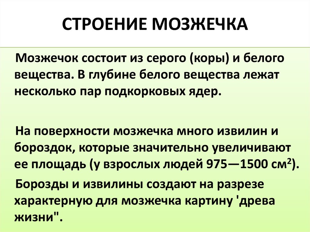 СТРОЕНИЕ МОЗЖЕЧКА