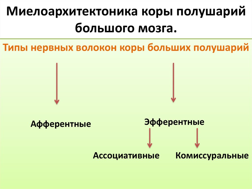 Миелоархитектоника коры полушарий большого мозга.