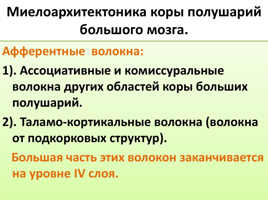 Миелоархитектоника коры полушарий большого мозга.