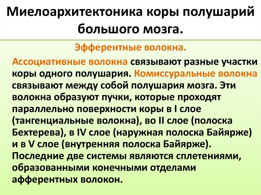 Миелоархитектоника коры полушарий большого мозга.