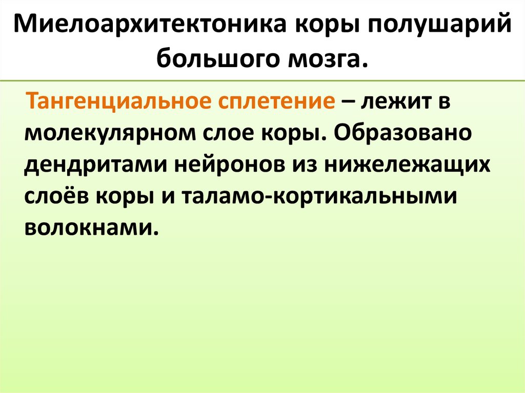 Миелоархитектоника коры полушарий большого мозга.