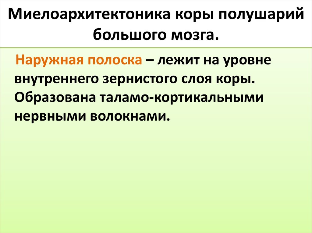 Миелоархитектоника коры полушарий большого мозга.