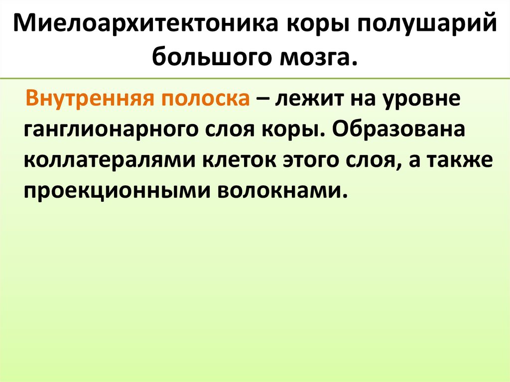 Миелоархитектоника коры полушарий большого мозга.