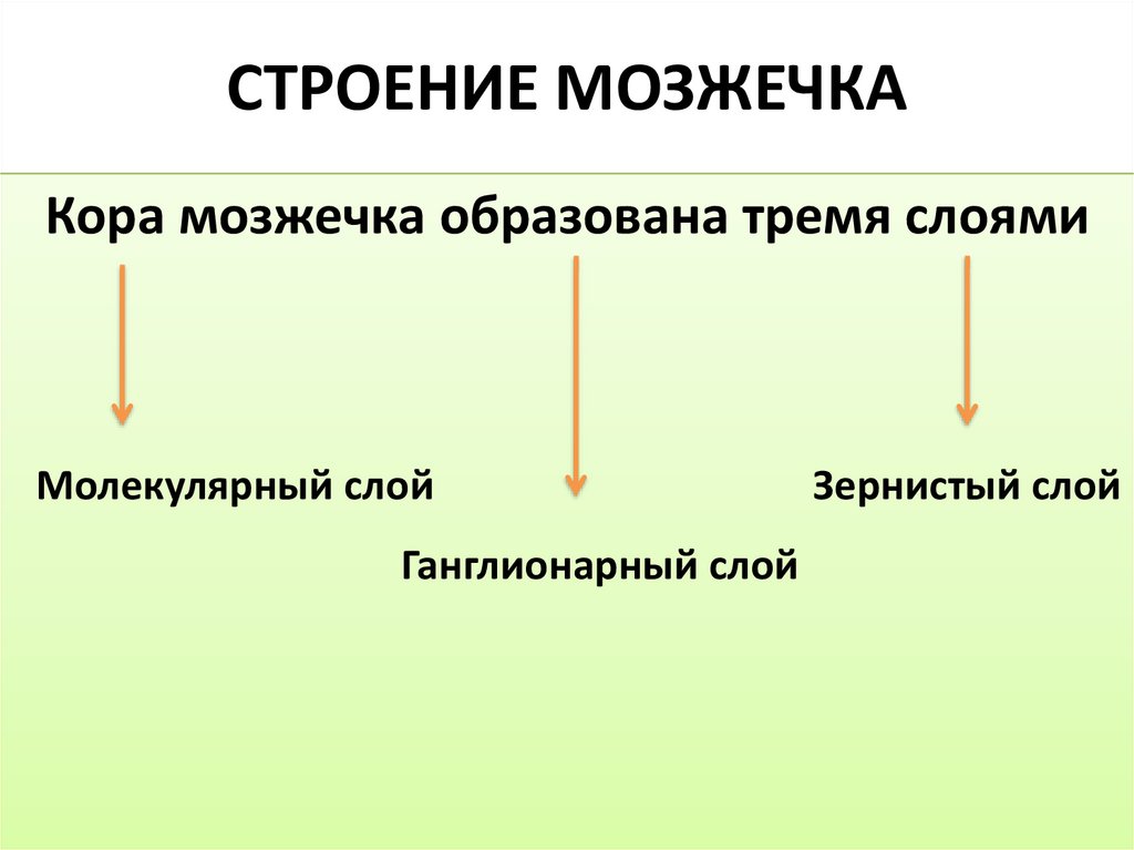СТРОЕНИЕ МОЗЖЕЧКА