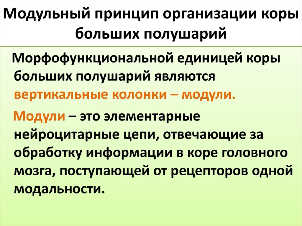 Модульный принцип организации коры больших полушарий