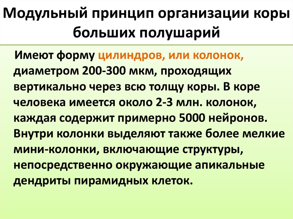 Модульный принцип организации коры больших полушарий