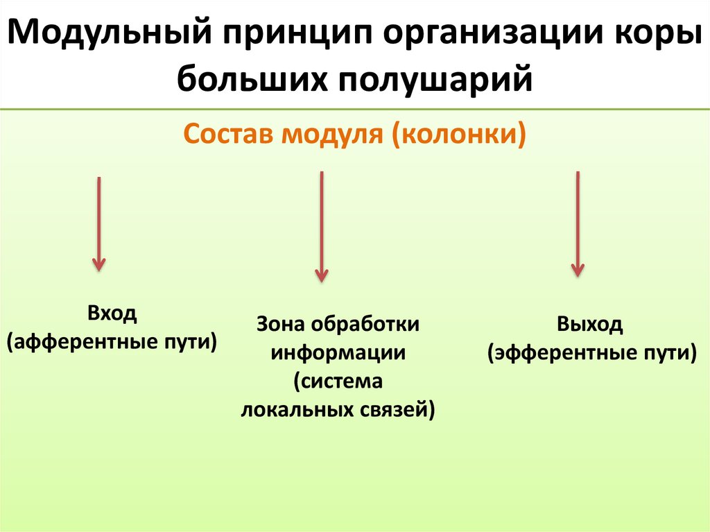 Модульный принцип организации коры больших полушарий