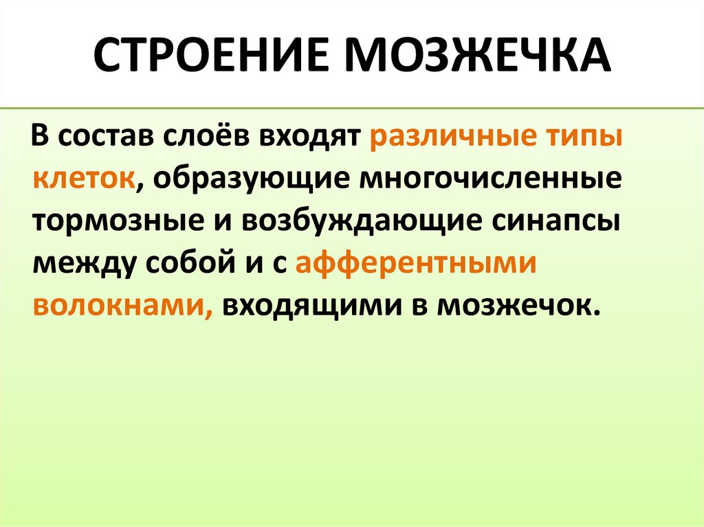 СТРОЕНИЕ МОЗЖЕЧКА