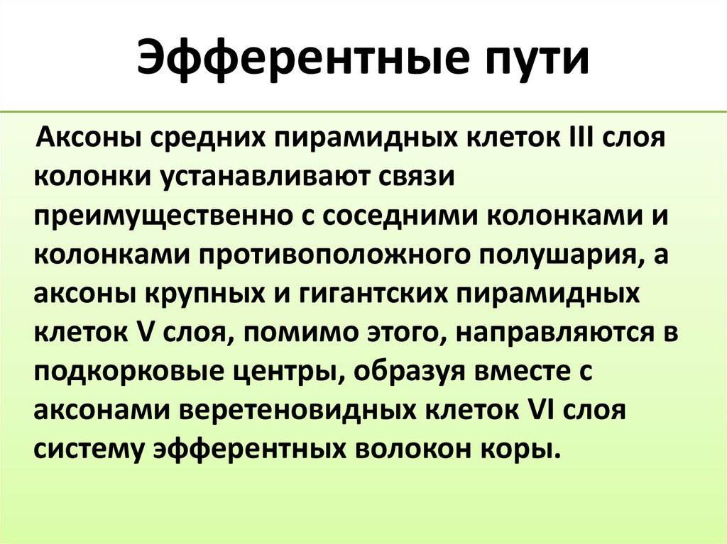 Эфферентные пути