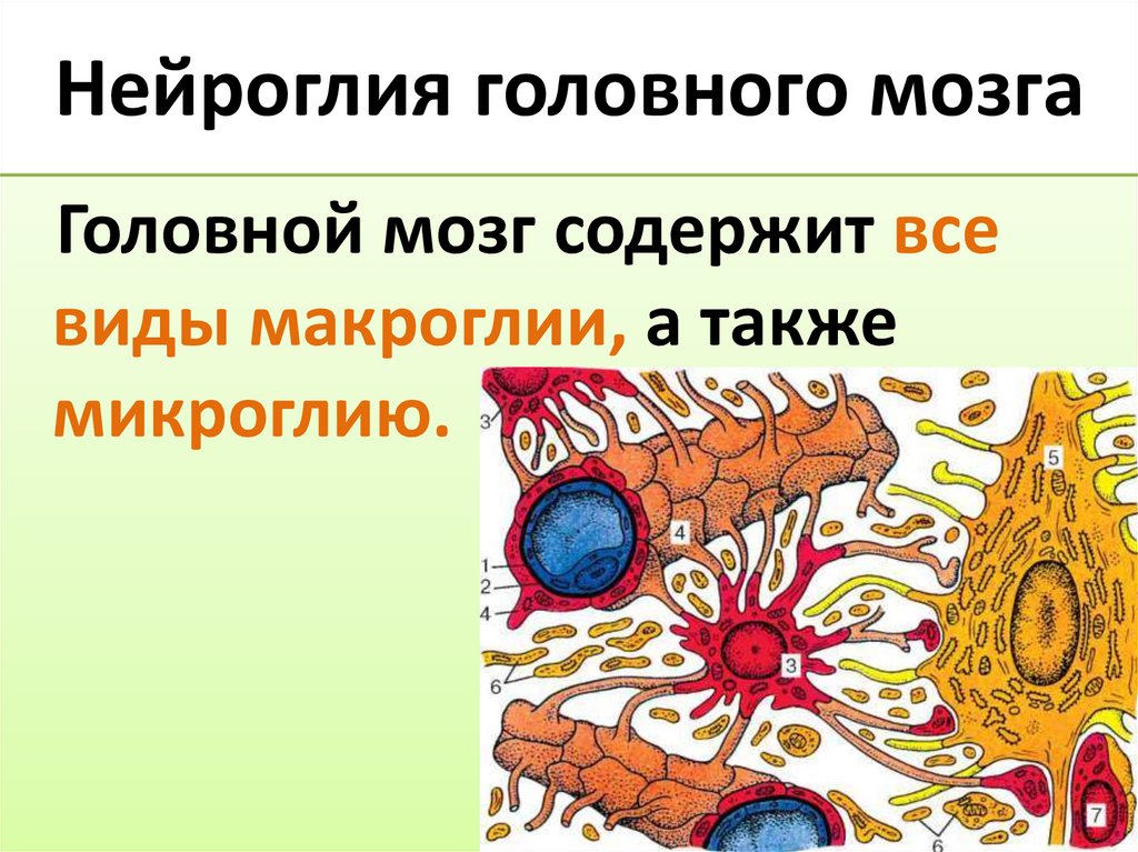 Нейроглия головного мозга