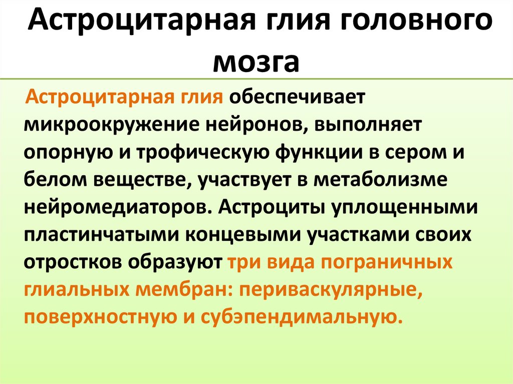 Астроцитарная глия головного мозга