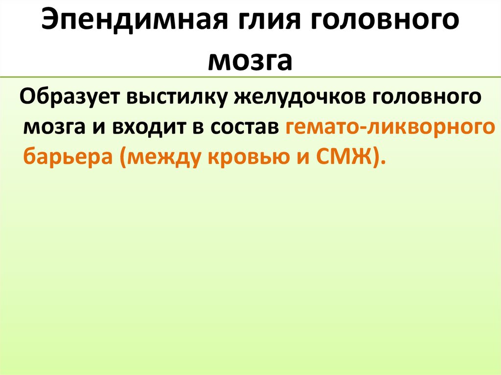 Эпендимная глия головного мозга