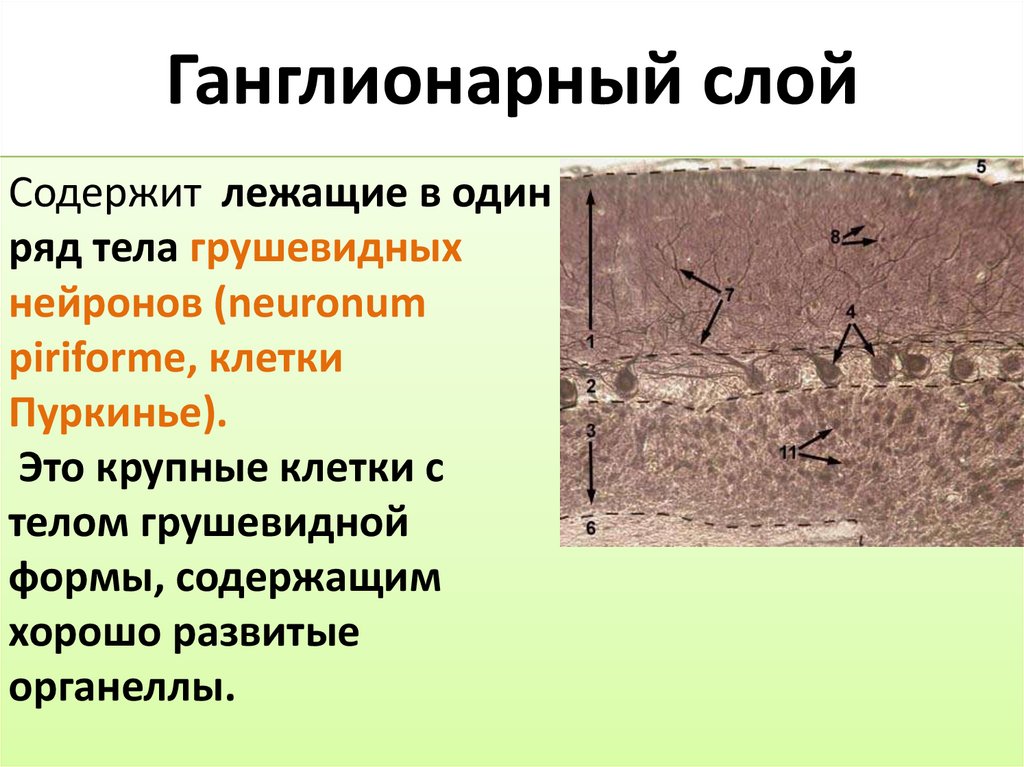 Ганглионарный слой