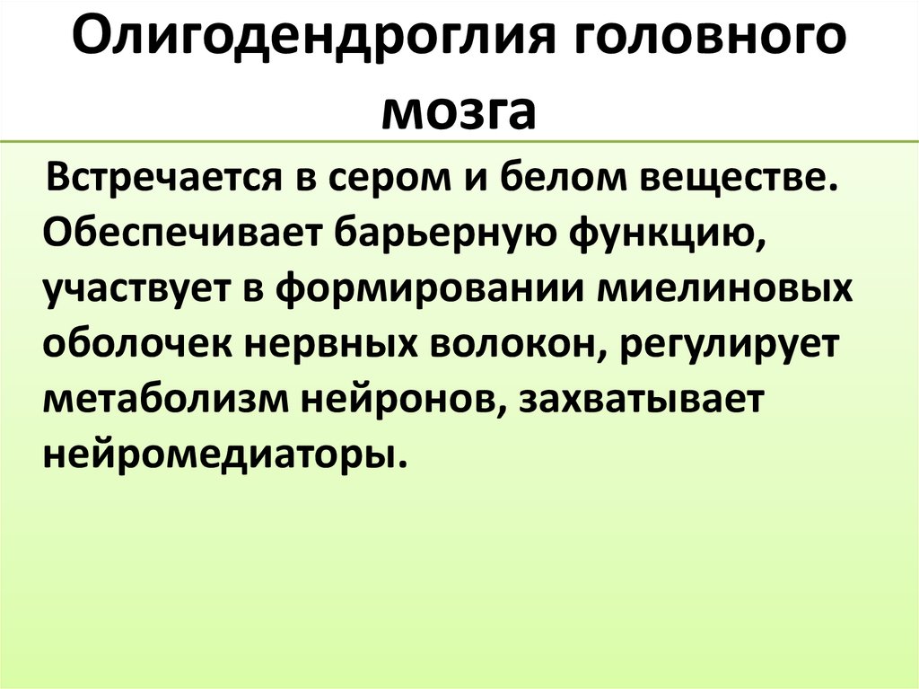 Олигодендроглия головного мозга