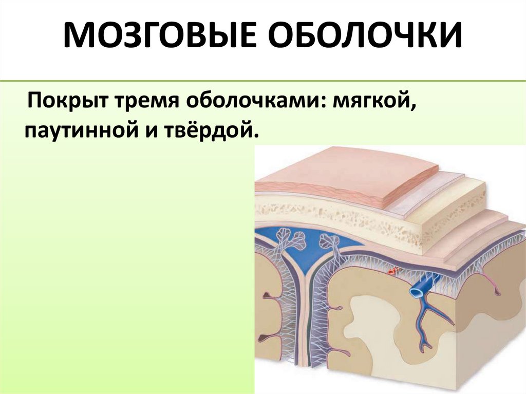 МОЗГОВЫЕ ОБОЛОЧКИ