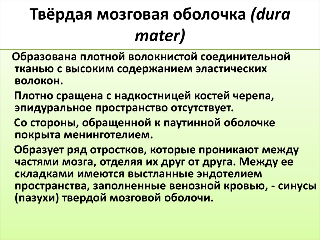 Твёрдая мозговая оболочка (dura mater)