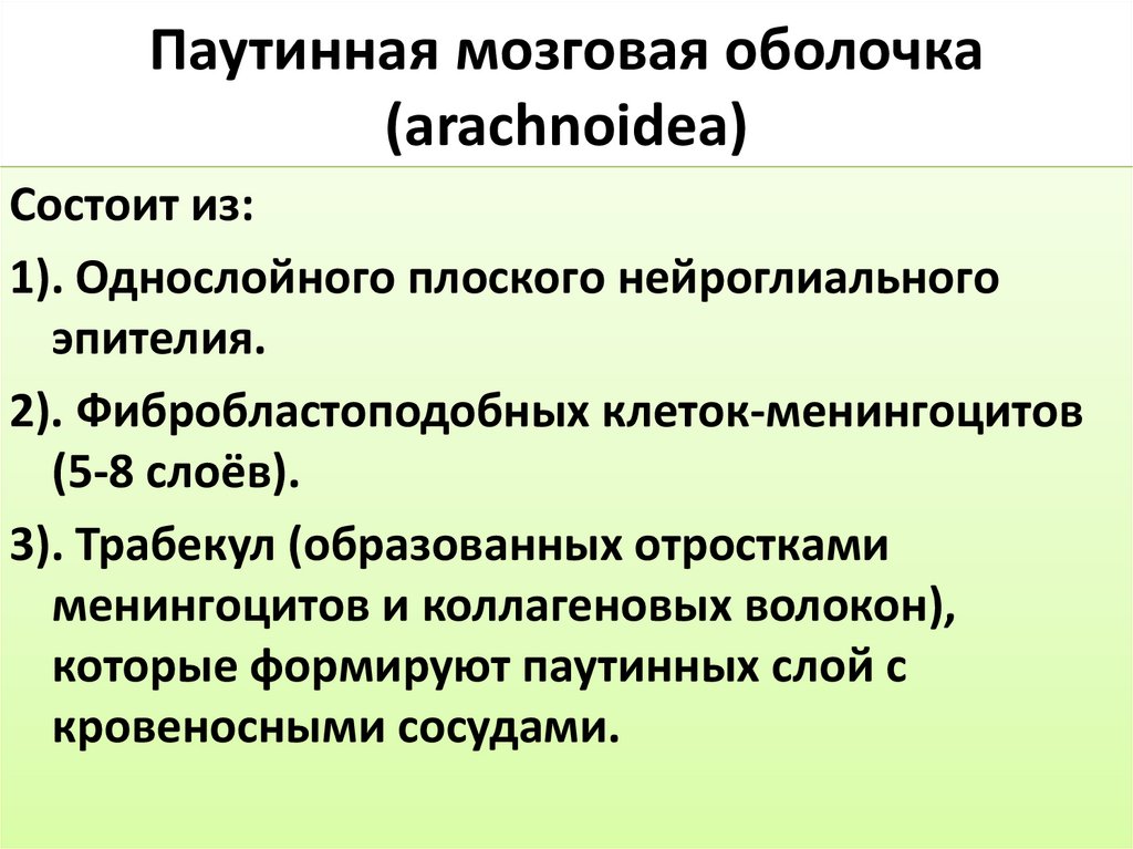 Паутинная мозговая оболочка (arachnoidea)