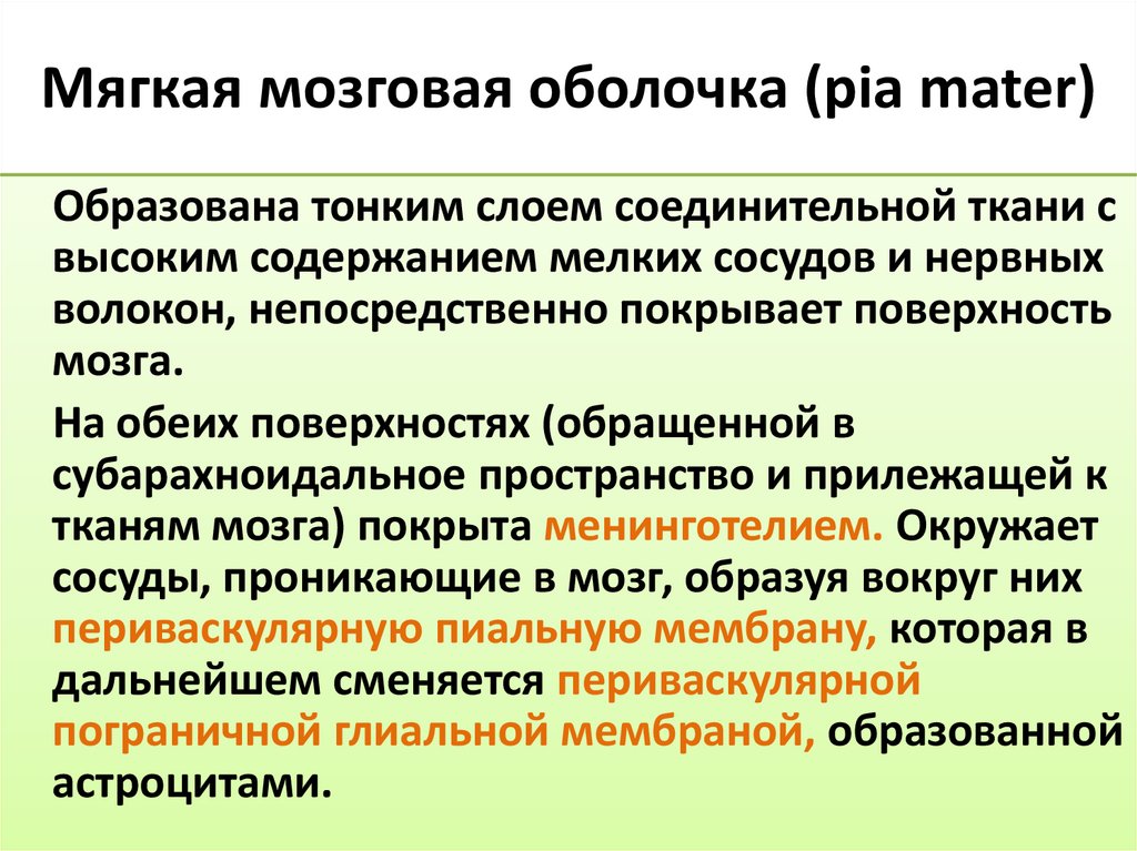 Мягкая мозговая оболочка (pia mater)