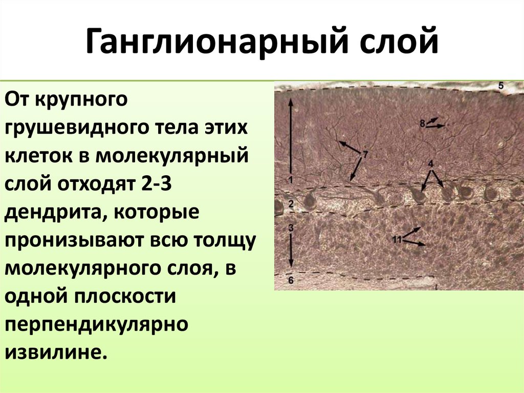 Ганглионарный слой