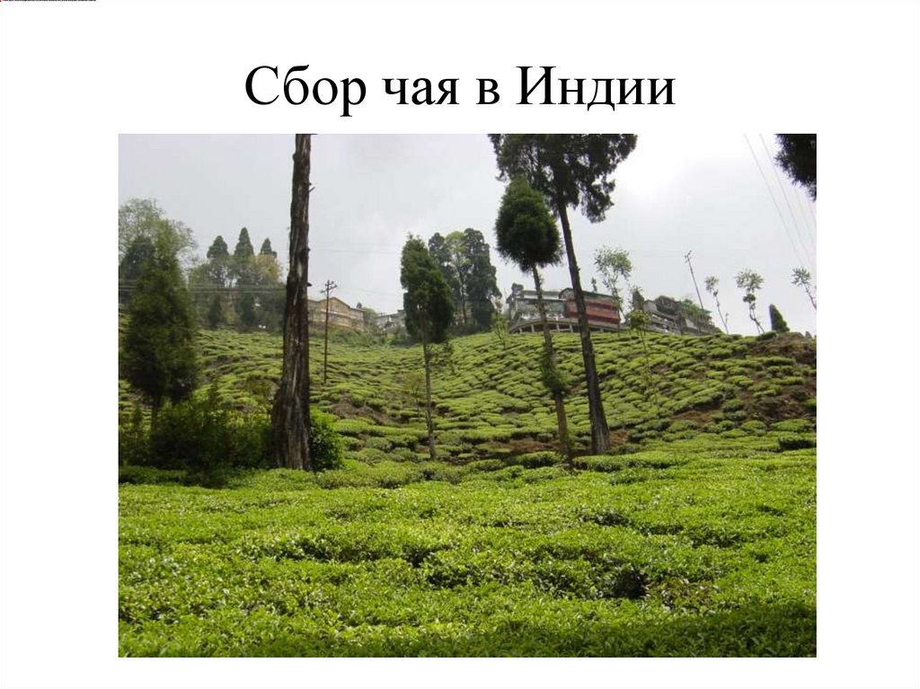 Сбор чая в Индии