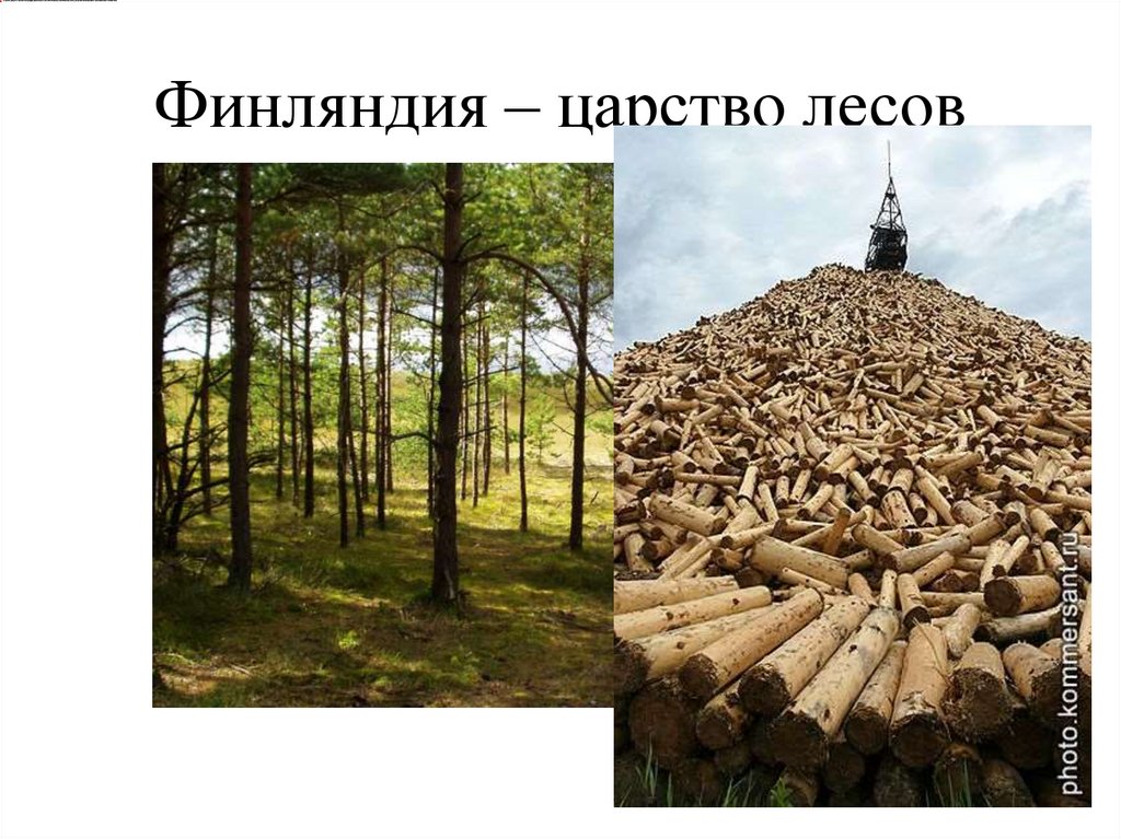 Финляндия – царство лесов