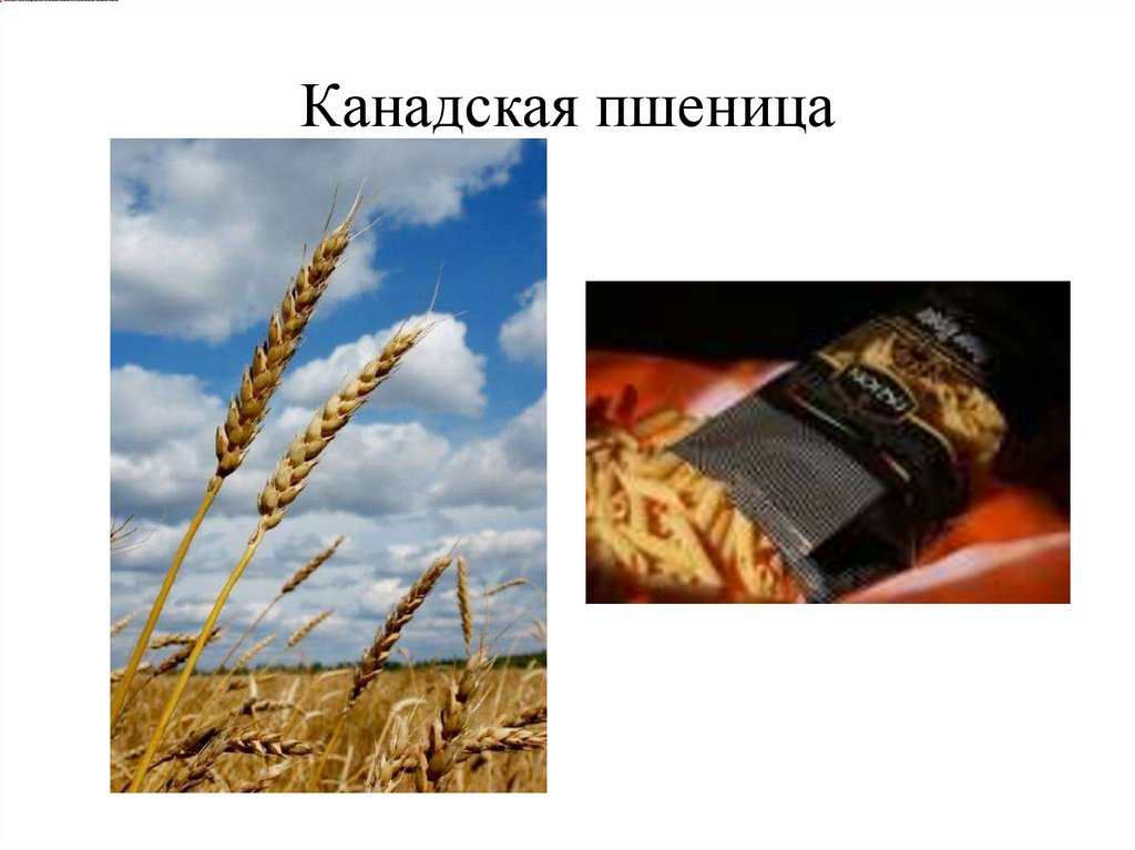 Канадская пшеница