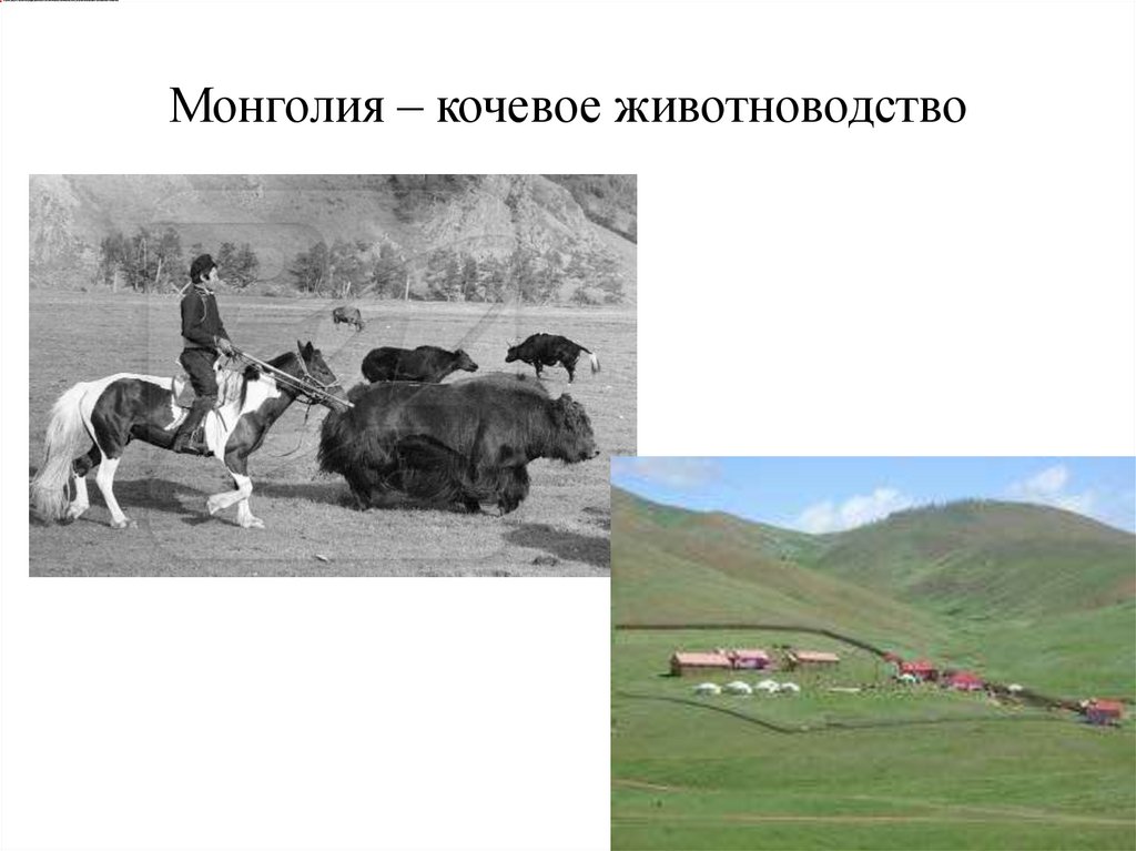 Монголия – кочевое животноводство
