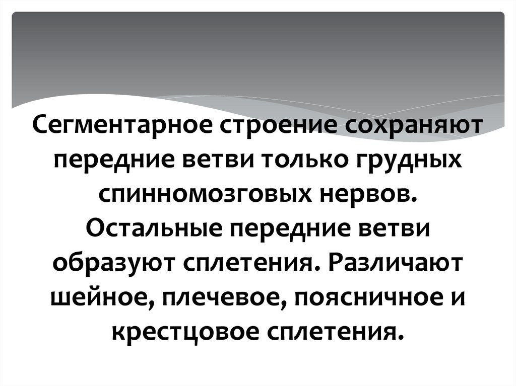 Сегментарное строение сохраняют передние ветви только грудных спинномозговых нервов. Остальные передние ветви образуют