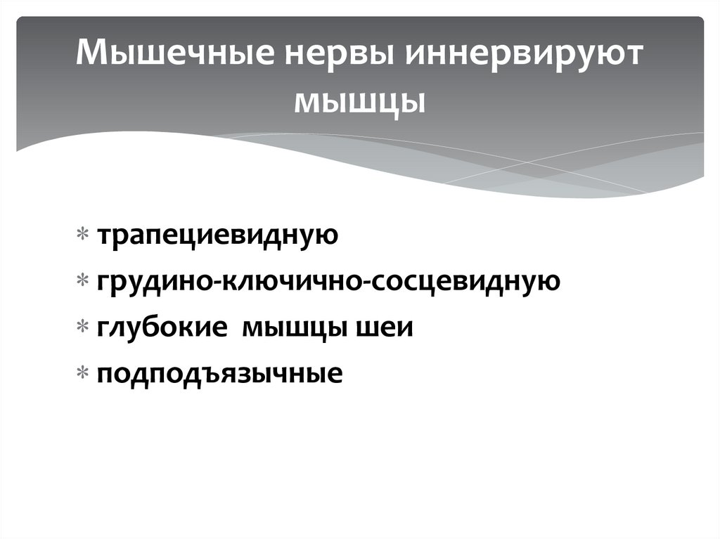 Мышечные нервы иннервируют мышцы