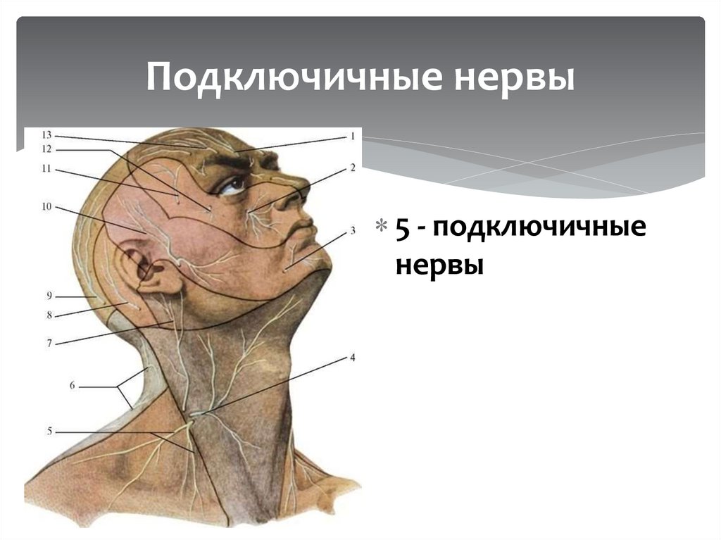 Подключичные нервы