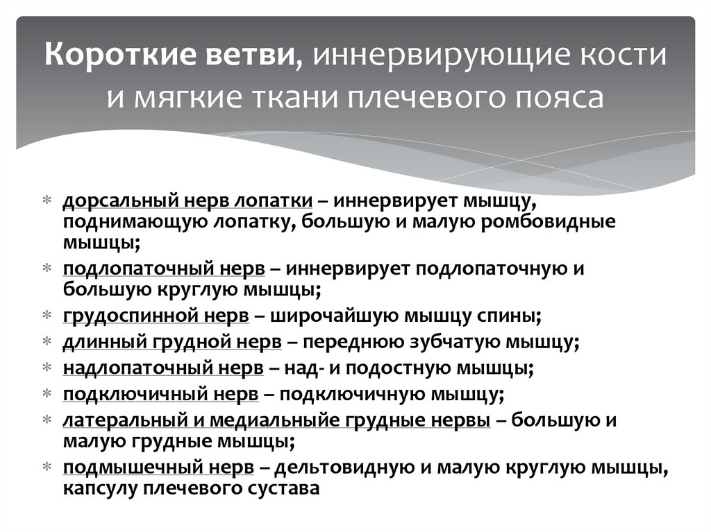 Короткие ветви, иннервирующие кости и мягкие ткани плечевого пояса