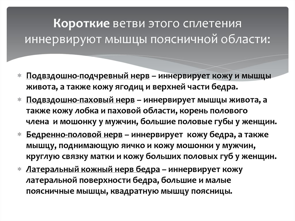 Короткие ветви этого сплетения иннервируют мышцы поясничной области: