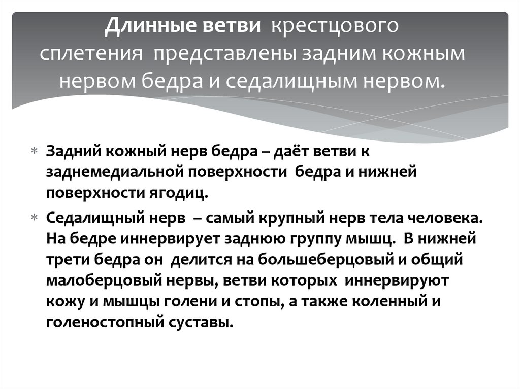 Длинные ветви  крестцового сплетения  представлены задним кожным нервом бедра и седалищным нервом.