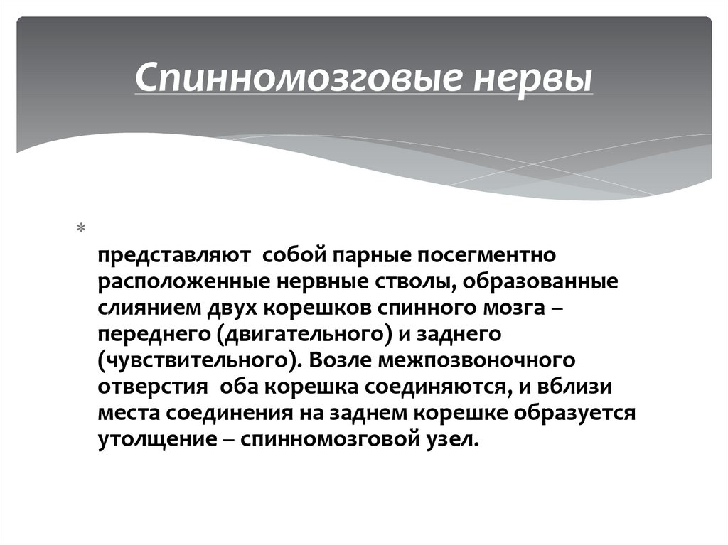 Спинномозговые нервы