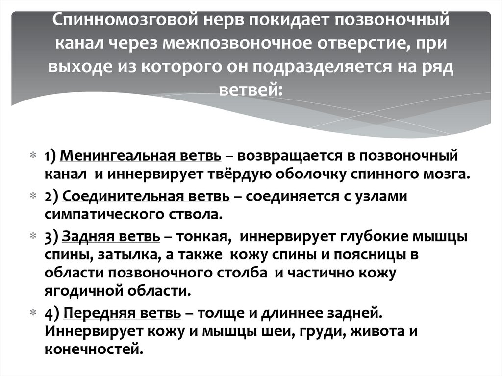 Спинномозговой нерв покидает позвоночный канал через межпозвоночное отверстие, при выходе из которого он подразделяется на ряд
