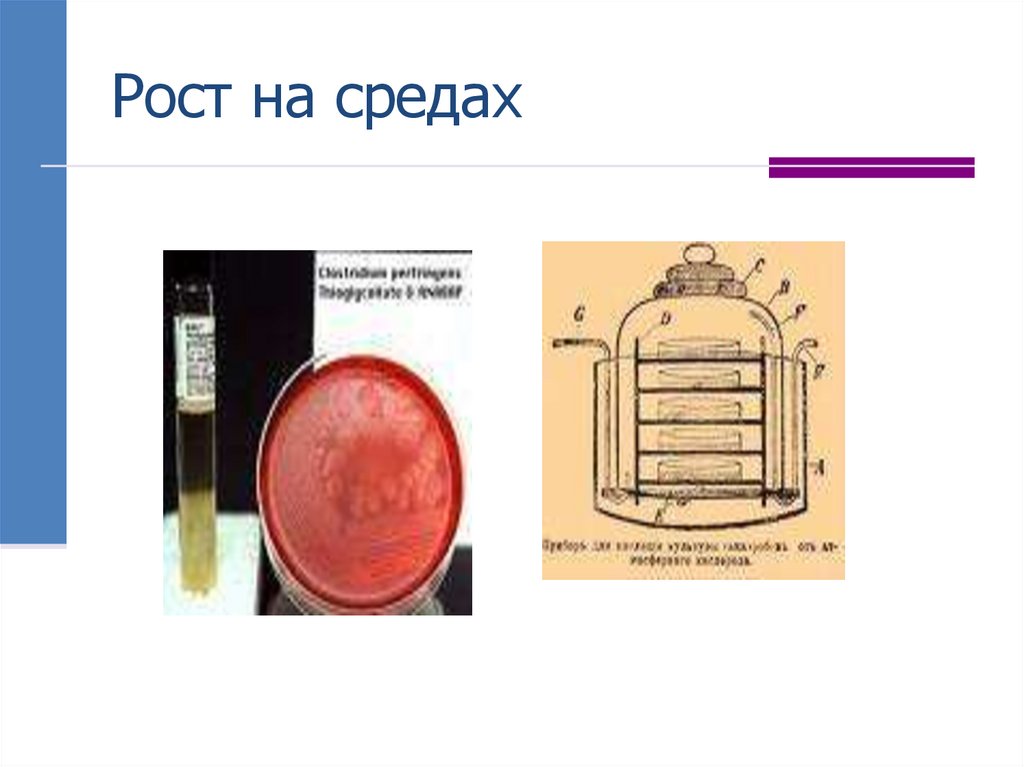 Рост на средах