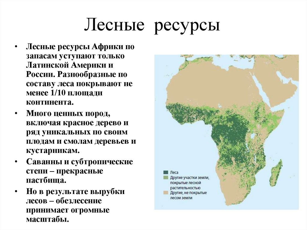 Лесные ресурсы