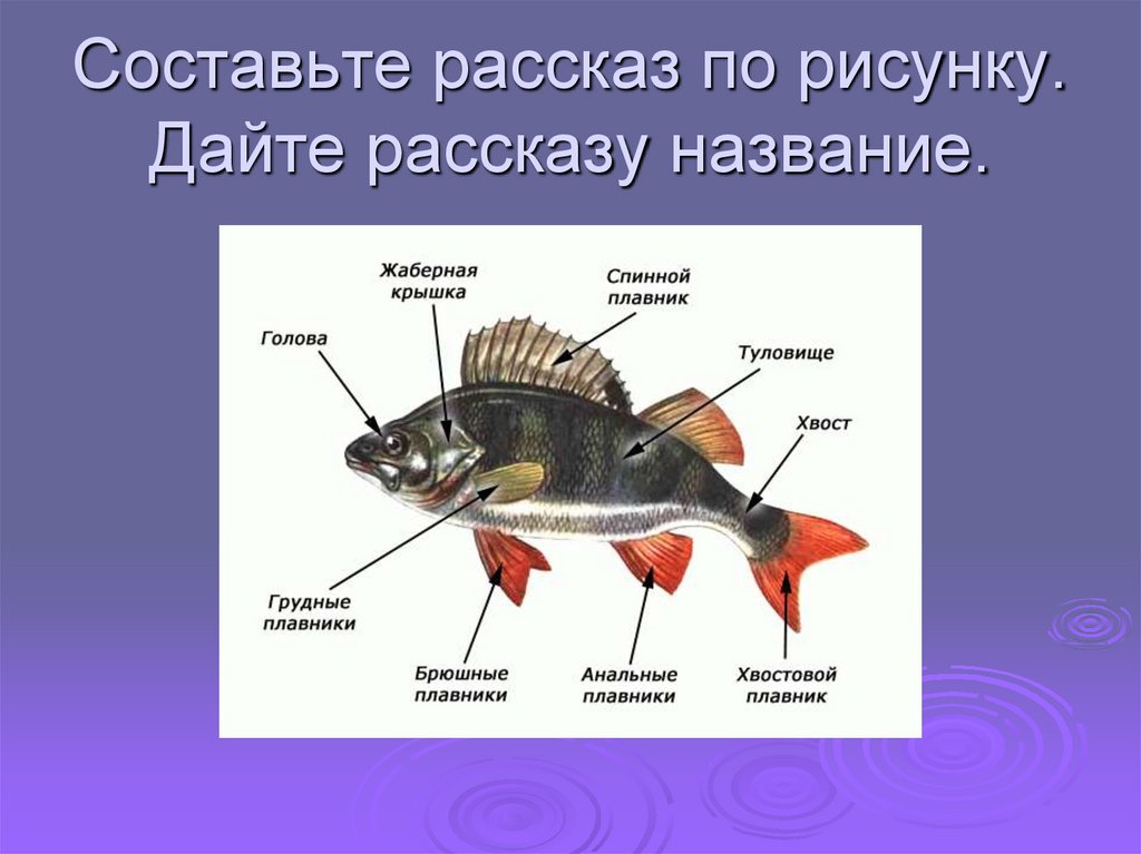 Составьте рассказ по рисунку. Дайте рассказу название.