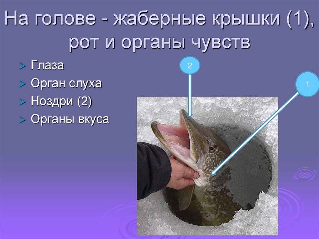 На голове - жаберные крышки (1), рот и органы чувств