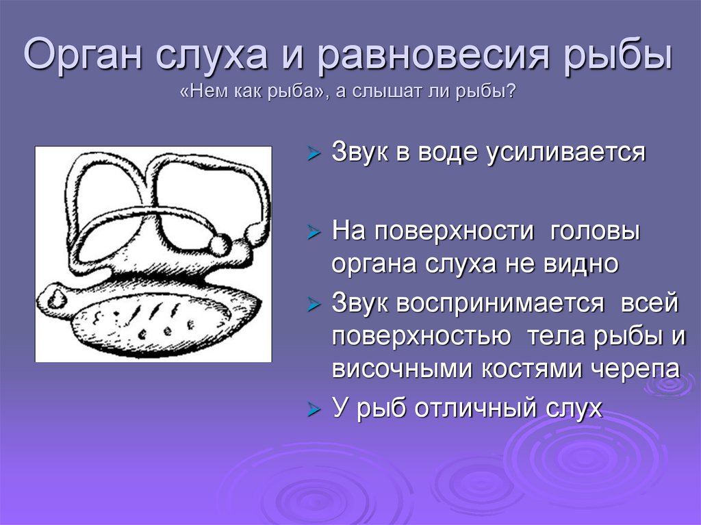 Орган слуха и равновесия рыбы «Нем как рыба», а слышат ли рыбы?