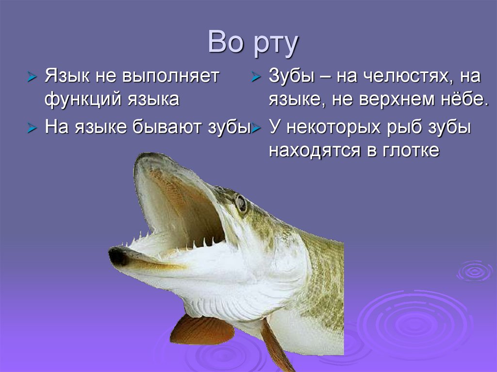 Во рту