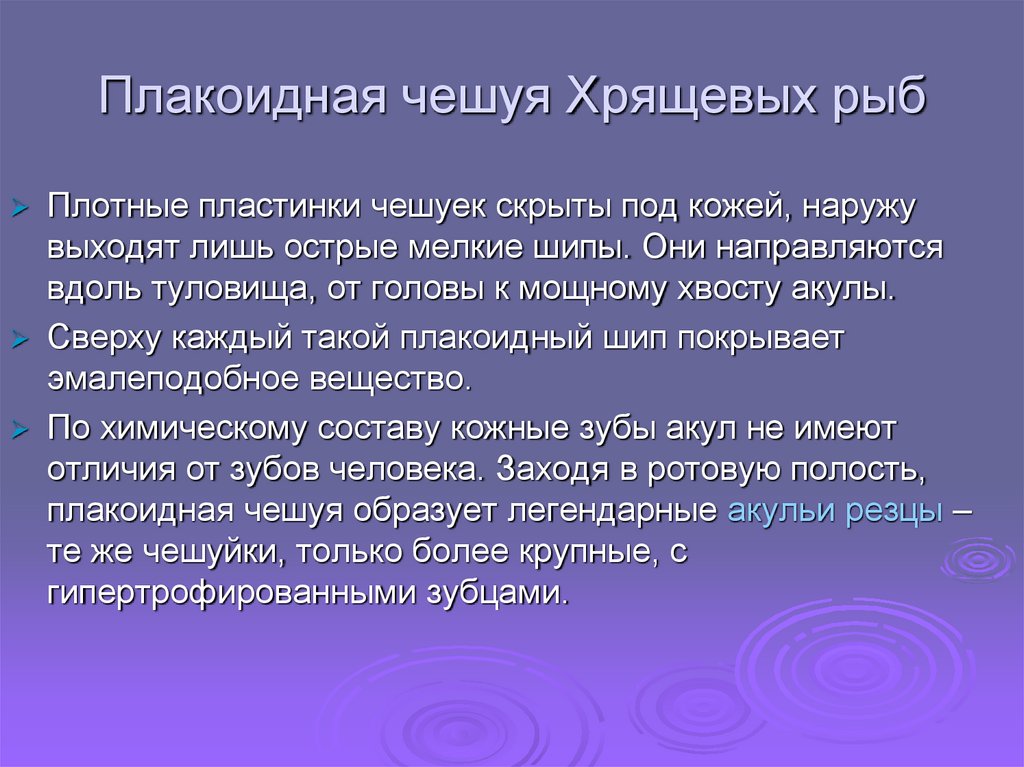 Плакоидная чешуя Хрящевых рыб