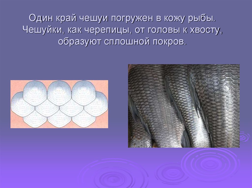 Один край чешуи погружен в кожу рыбы. Чешуйки, как черепицы, от головы к хвосту, образуют сплошной покров.