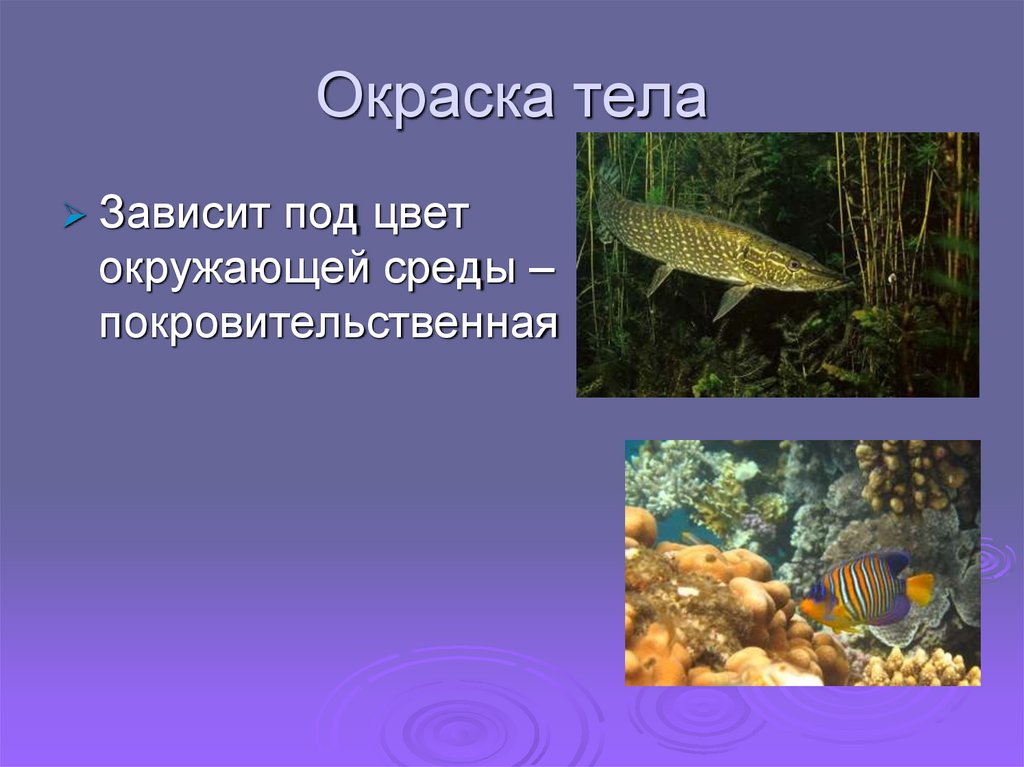 Окраска тела