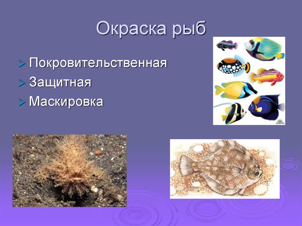 Окраска рыб
