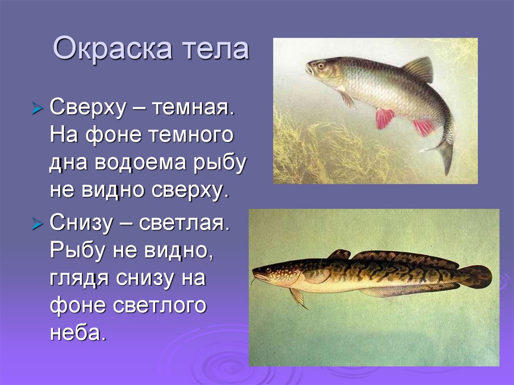 Окраска тела